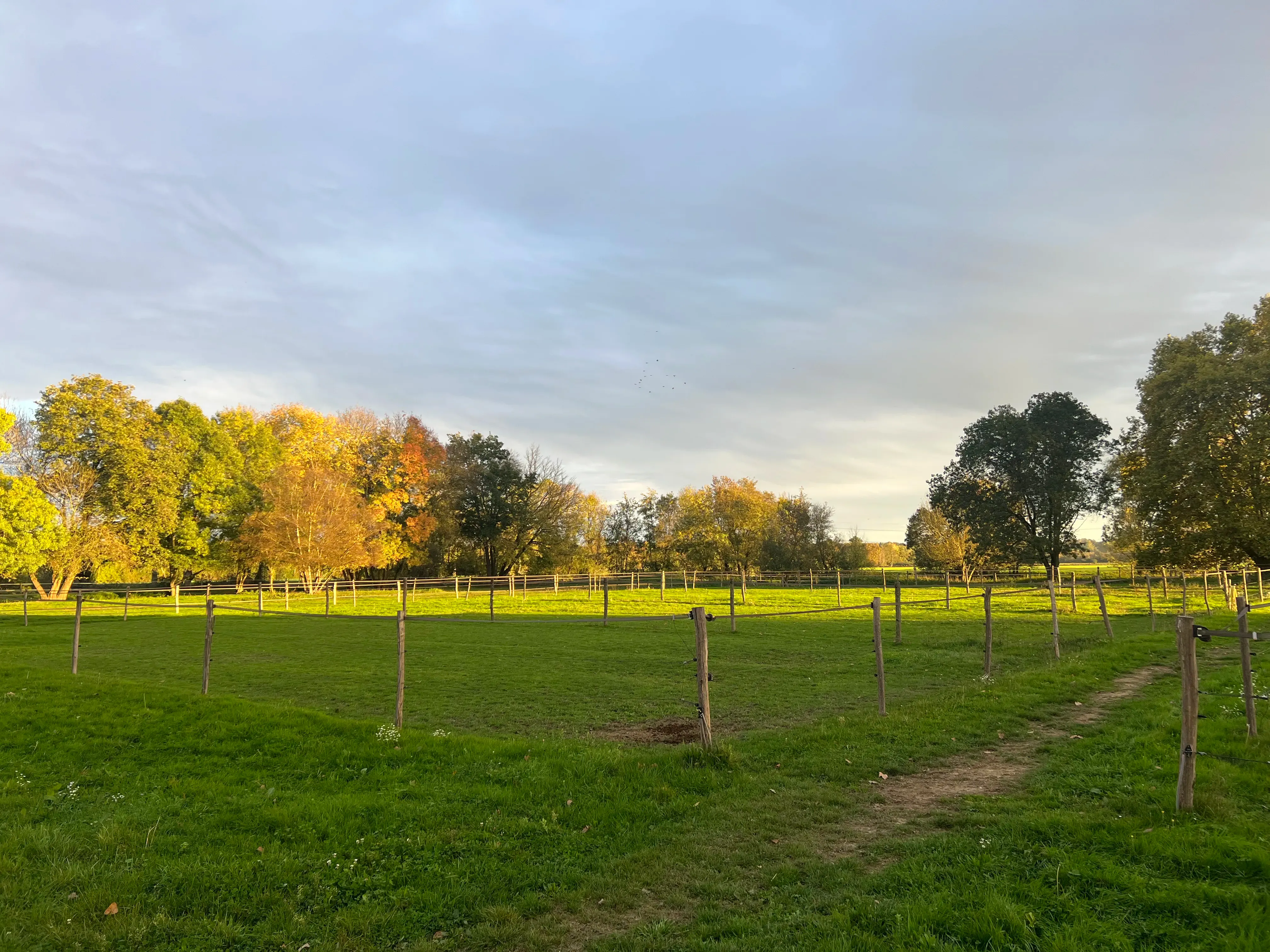 Paddocks drainés pour les chevaux à l'Écurie de l'Arquebuse